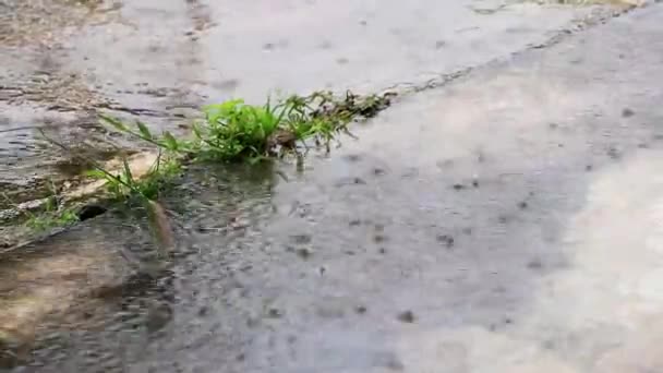 Ακραία Βροχή Μουσώνων Πλημμυρισμένους Δρόμους Και Κινούμενα Οχήματα Στο Νησί — Αρχείο Βίντεο