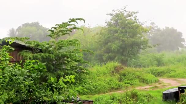 Крайні Мусонні Дощі Зеленій Тропічній Природі Тропічних Лісах Острові Кох — стокове відео