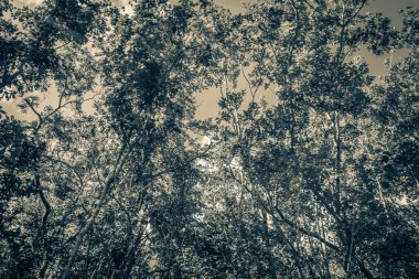 Playa del Carmen Mexico 'daki tropikal Meksika ormanlarının ağaçlarının ve doğal orman manzarasının eski siyah beyaz resmi..