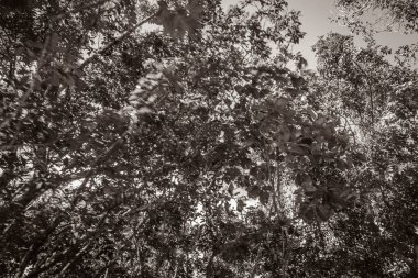 Playa del Carmen Mexico 'daki tropikal Meksika ormanlarının ağaçlarının ve doğal orman manzarasının eski siyah beyaz resmi..