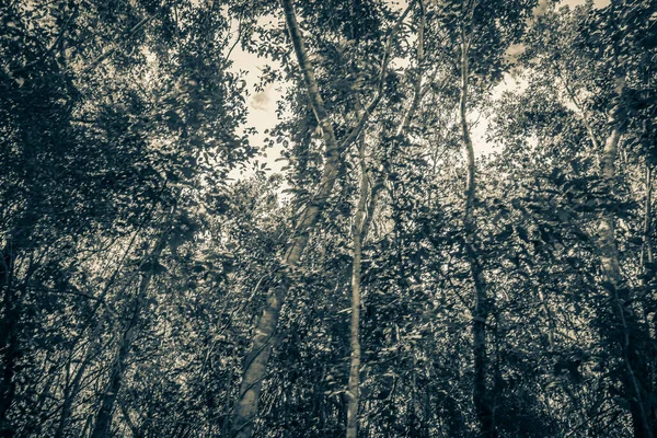 Velha Imagem Preto Branco Plantas Tropicais Selva Mexicana Árvores Floresta — Fotografia de Stock
