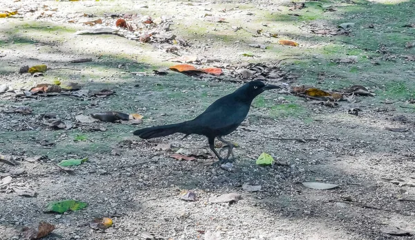 Great Tailed Grackle Quiscalus Mexicanus Male Bird Walking Natural Ground — Stockfoto