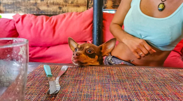 Cute Hungry Brown Toy Terrier Dog Waiting Food Restaurant Playa — стоковое фото