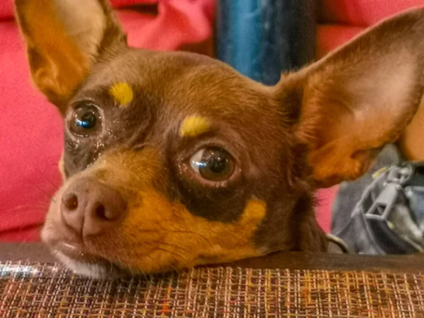 Cute Hungry Brown Russian Toy Terrier Dog Doggy Waiting Food — Stock Photo, Image