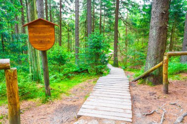 Köknar ağaçları olan orman manzarası ve Harz dağlarındaki dağlık tepelerde yürüyüş yolu Wernigerode Saksonya-Anhalt Almanya