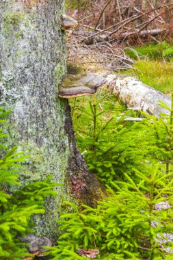 Harz dağlarındaki Brocken Dağı tepesinde köknar ağaçları ve manzara manzaralı orman Saksonya-Anhalt Almanya