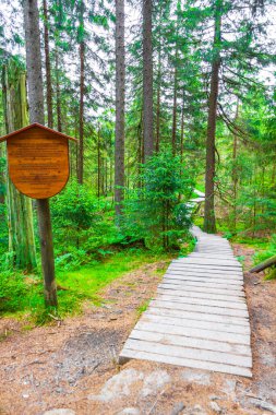 Köknar ağaçları olan orman manzarası ve Harz dağlarındaki dağlık tepelerde yürüyüş yolu Wernigerode Saksonya-Anhalt Almanya