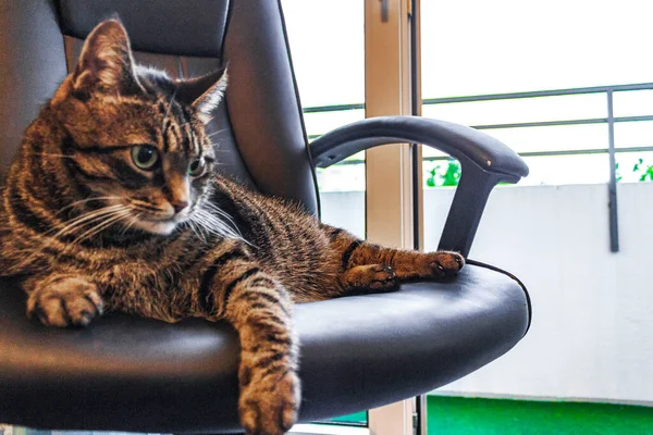 Söt Katt Med Stora Gröna Ögon Sitter Svart Kontorsstol — Stockfoto