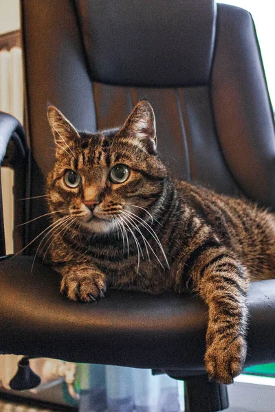 Gato Bonito Com Grandes Olhos Verdes Senta Cadeira Escritório Preto — Fotografia de Stock