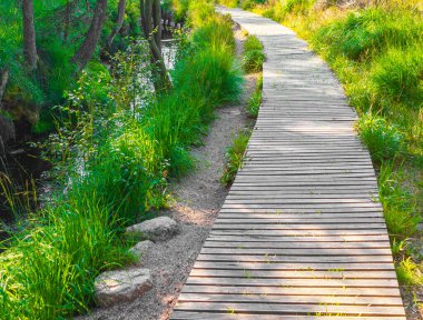 Köknar ağaçları olan orman manzarası ve Harz dağlarındaki dağlık tepelerde yürüyüş yolu Wernigerode Saksonya-Anhalt Almanya