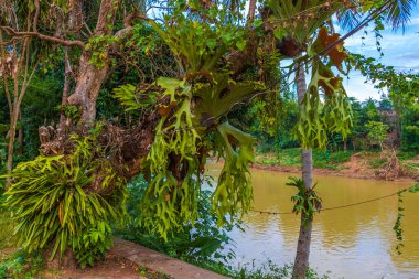 Mekong nehri ve Luang Prabang şehri, Güneydoğu Asya 'da Laos dünya turnesinde yer alıyor..