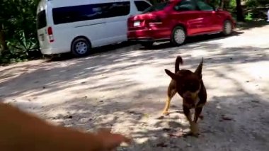 Meksika kahverengi Rus oyuncak köpeği Quintana Roo Mexico ormanında kediye karşı.