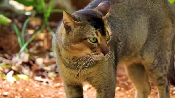 Gyönyörű Aranyos Macska Val Zöld Szem Ban Trópusi Dzsungel Ból — Stock videók