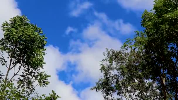 Тропические Растения Естественных Джунглях Леса Джунглях Плайя Дель Кармен Мексика — стоковое видео