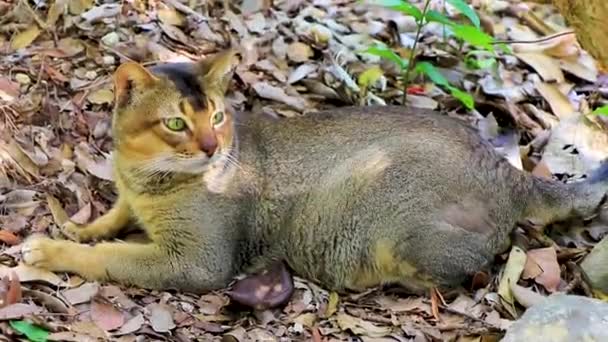 Bellissimo Gatto Carino Con Gli Occhi Verdi Nella Giungla Tropicale — Video Stock
