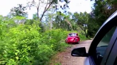 Tulum ormanında çakıl yolunda giderken Meksika 'da Quintana Roo' nun doğası.