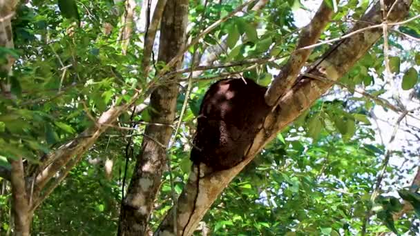 金塔纳罗奥州丛林里的树上或树枝上的白蚁窝 — 图库视频影像