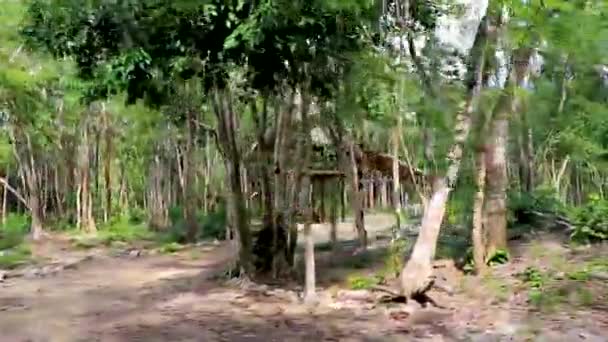 Їдучи Лісовій Трасі Тулумських Джунглів Квінтана Роо Мексика — стокове відео