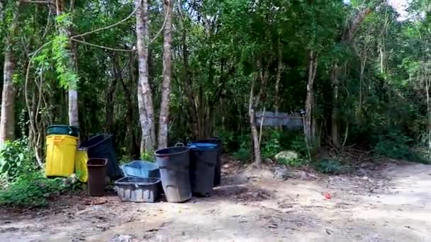 Tropische Planten Het Oerwoud Van Playa Del Carmen Mexico — Stockvideo