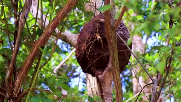金塔纳罗奥州丛林里的树上或树枝上的白蚁窝 — 图库视频影像