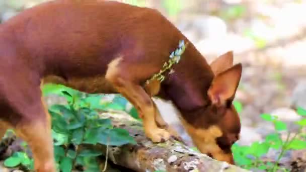 Chien Terrier Jouet Mexicain Brun Russe Dans Jungle Tulum Quintana — Video