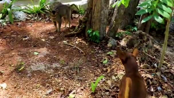 Mexická Hnědá Rusky Hračka Teriér Pes Proti Kočce Džungli Quintana — Stock video