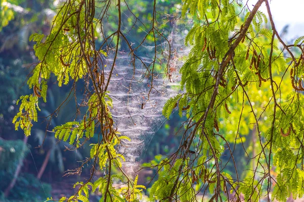 Selva Natural Com Galhos Árvores Com Teia Aranha Panorama Paisagístico — Fotografia de Stock