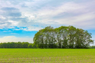 Güzel doğal ormanı olan mavi gökyüzü ve Aşağı Saksonya Almanya 'sında tarım manzarası.