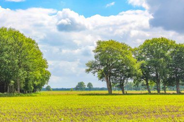 Kuzey Alman tarla ormanı mavi gökyüzü ve Aşağı Saksonya Almanya 'sındaki doğa manzarası.
