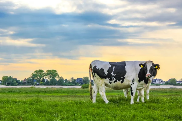 Сельскохозяйственное Поле Северной Германии Коровами Панорамой Природы Остров Гарриер Санд — стоковое фото
