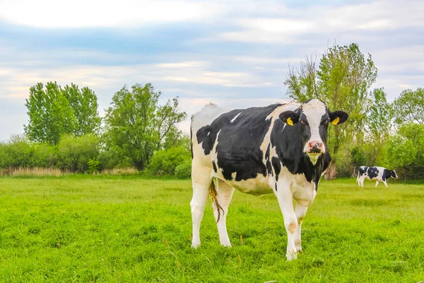 Campo Agrícola Del Norte Alemania Con Vacas Paisaje Natural Harrier — Foto de Stock