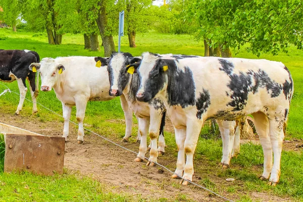Campo Agrícola Alemanha Norte Com Vacas Paisagem Natural Panorama Ilha — Fotografia de Stock