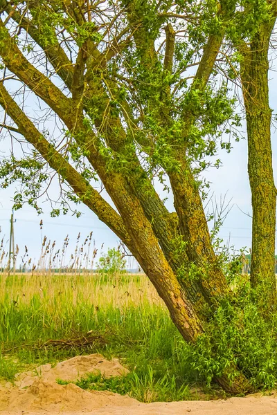 Ciel Nuageux Avec Magnifique Arbre Forestier Naturel Panorama Paysage Agricole — Photo