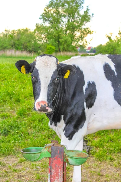 Campo Agrícola Del Norte Alemania Con Vacas Paisaje Natural Harrier — Foto de Stock