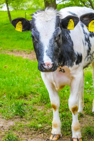 Champ Agricole Nord Allemand Avec Vaches Paysage Naturel Panorama Sur — Photo