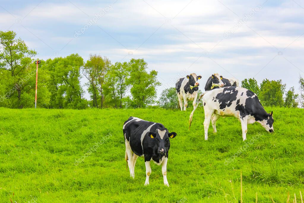 North German agricultural field with cows and nature landscape panorama on Harrier Sand island Schwanewede Osterholz Lower Saxony Germany.