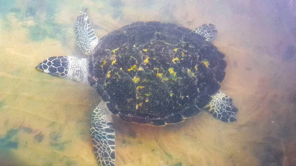 Grüne Meeresschildkröte Falkenschnabel Seeschildkröte Unechte Meeresschildkröte Schwimmt Pool Schildkrötenaufzuchtstation Conservation — Stockfoto