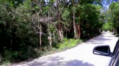 Ormandaki çakıllı yolda giderken Playa del Carmen Quintana Roo Meksika 'nın tropikal doğası.