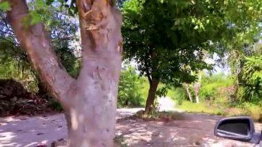 Ormandaki çakıllı yolda giderken Playa del Carmen Quintana Roo Meksika 'nın tropikal doğası.