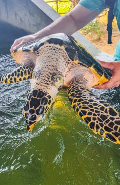 Yeşil deniz kaplumbağası şahin gagalı deniz kaplumbağası Bentota Sri Lanka 'daki Kaplumbağa Yetiştirme İstasyonu Koruma Merkezi' nde havuz dışında deniz kaplumbağası besliyor..