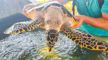 Yeşil deniz kaplumbağası şahin gagalı deniz kaplumbağası Bentota Sri Lanka 'daki Kaplumbağa Yetiştirme İstasyonu Koruma Merkezi' nde havuz dışında deniz kaplumbağası besliyor..