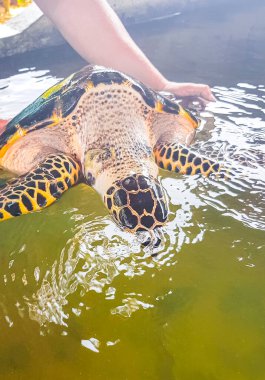 Yeşil deniz kaplumbağası şahin gagalı deniz kaplumbağası Bentota Sri Lanka 'daki Kaplumbağa Yetiştirme İstasyonu Koruma Merkezi' nde havuz dışında deniz kaplumbağası besliyor..