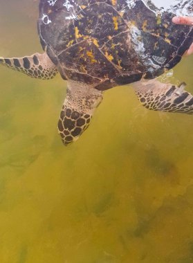 Yeşil deniz kaplumbağası şahin gagalı deniz kaplumbağası kaplumbağası Bentota Sri Lanka 'daki Kaplumbağa üreme istasyonu koruma merkezinde havuzda yüzer..