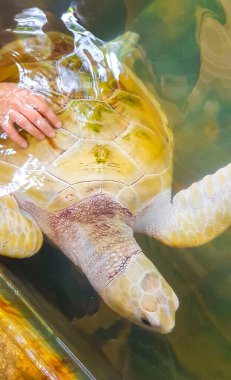 Beyaz albino deniz kaplumbağası şahin gagalı deniz kaplumbağası kaplumbağası Bentota Sri Lanka 'daki Kaplumbağa üreme istasyonu koruma merkezinde havuzda yüzer..