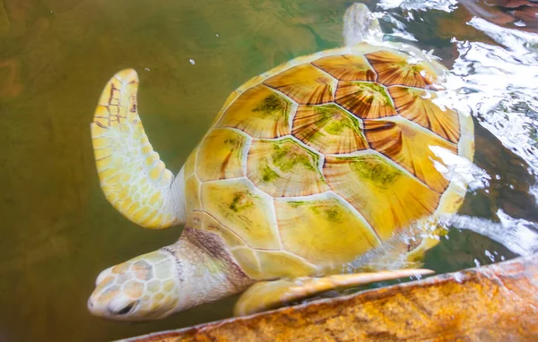 White albino sea turtle hawksbill sea turtle loggerhead sea turtle swims in pool in Turtle breeding station conservation Center in Bentota Sri Lanka.