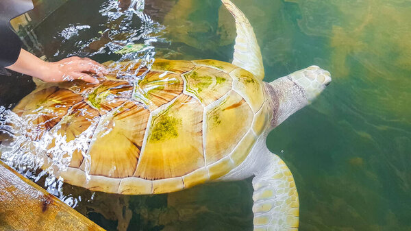 White albino sea turtle hawksbill sea turtle loggerhead sea turtle swims in pool in Turtle breeding station conservation Center in Bentota Sri Lanka.