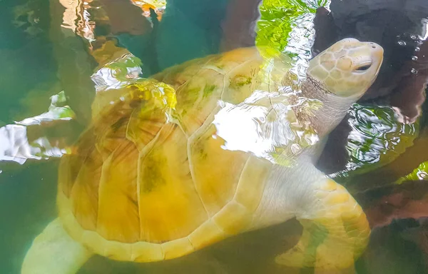 White albino sea turtle hawksbill sea turtle loggerhead sea turtle swims in pool in Turtle breeding station conservation Center in Bentota Sri Lanka.