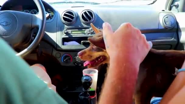 Very Happy Cheerful Mexican Brown Russian Toy Terrier Dog Lap — Stock Video