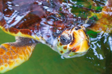 Yeşil deniz kaplumbağası şahin gagalı deniz kaplumbağası kaplumbağası Bentota Sri Lanka 'daki Kaplumbağa üreme istasyonu koruma merkezinde havuzda yüzer..