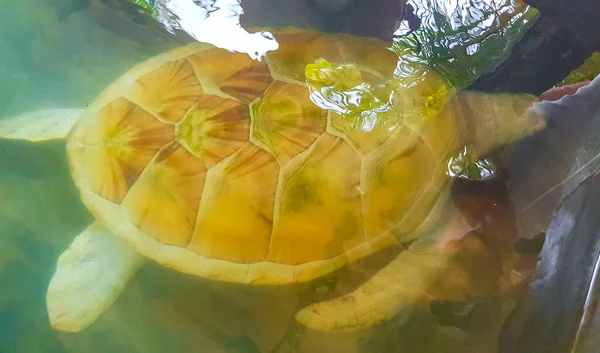 White albino sea turtle hawksbill sea turtle loggerhead sea turtle swims in pool in Turtle breeding station conservation Center in Bentota Sri Lanka.